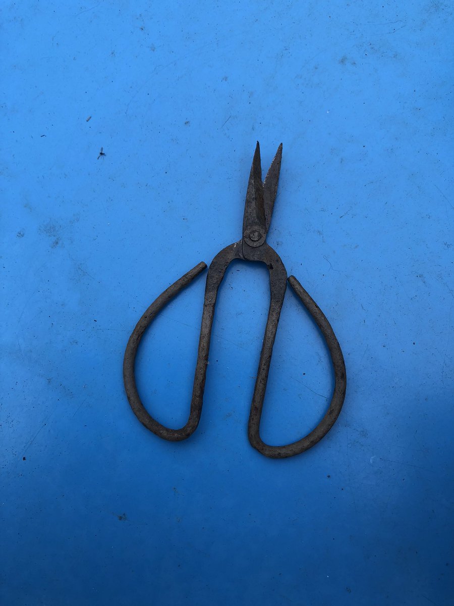 Thanks to a tip from @pottyplotters on using white vinegar to remove rust, my twine-snipping scissors are back in action despite having spent the best part of a year stranded down the back of a large waterbutt.