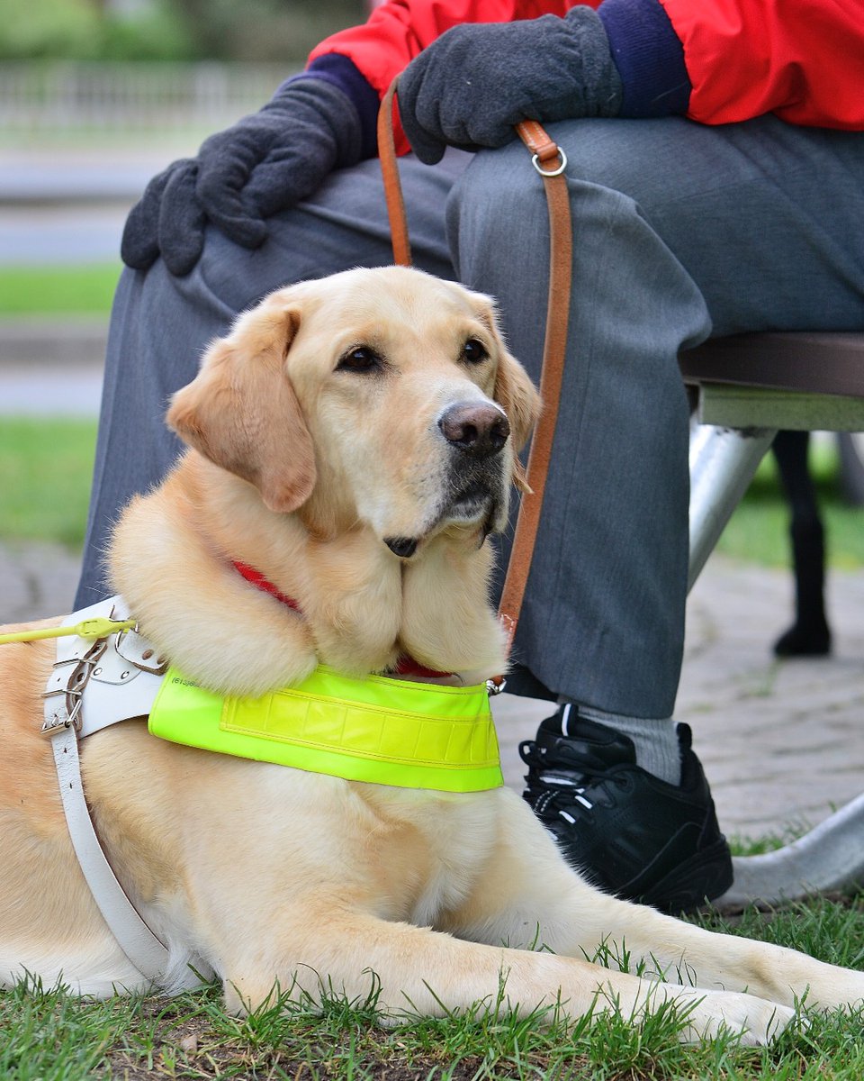 MuseumofNature's tweet photo. On Monday, March 6 and 13, from 10 am to 3 pm, stop by the Queens’ Lantern to meet some representatives from the Canadian Guide Dogs for the Blind @CDNGuideDogs and their special four-legged assistants. Learn about how these amazing canines are trained. 🐶 https://t.co/2D7KbqgAFx https://t.co/trSuRhvq42