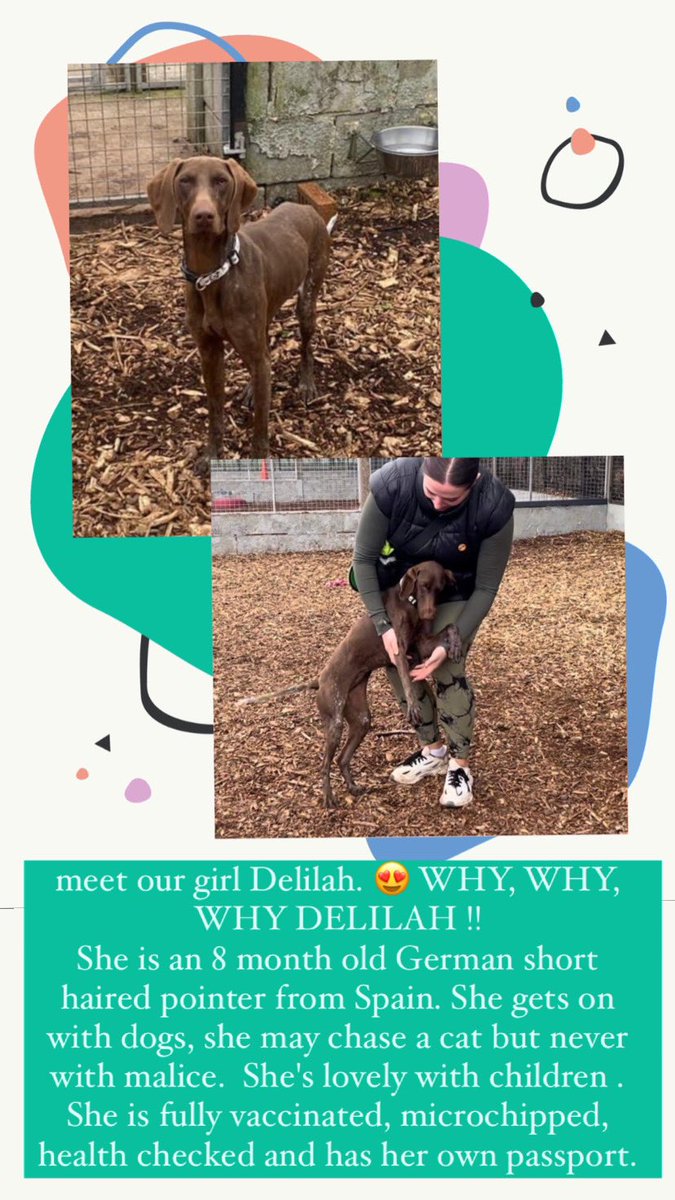 💛NEW DOG ALERT💛 meet our beautiful girl Delilah. If you would like to give Delilah her forever home please get in contact 💛