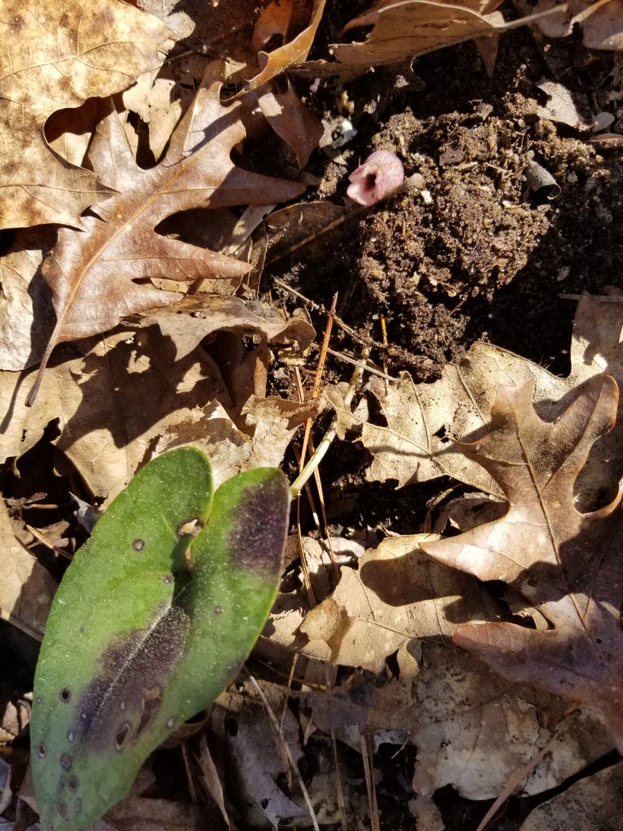 PantherCreek_'s tweet photo. #HeartLeafGinger, aka #LittleBrownJugs Pede found today. The plant is a creeping- rhizome, evergreen, perennial which grows in rich hardwood forests like our own. The "jugs" are the flowers which grow under the leaves. https://t.co/PM9BU1IzTX