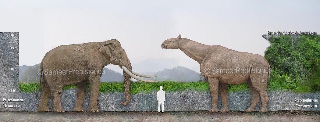 Paraceratherium Size