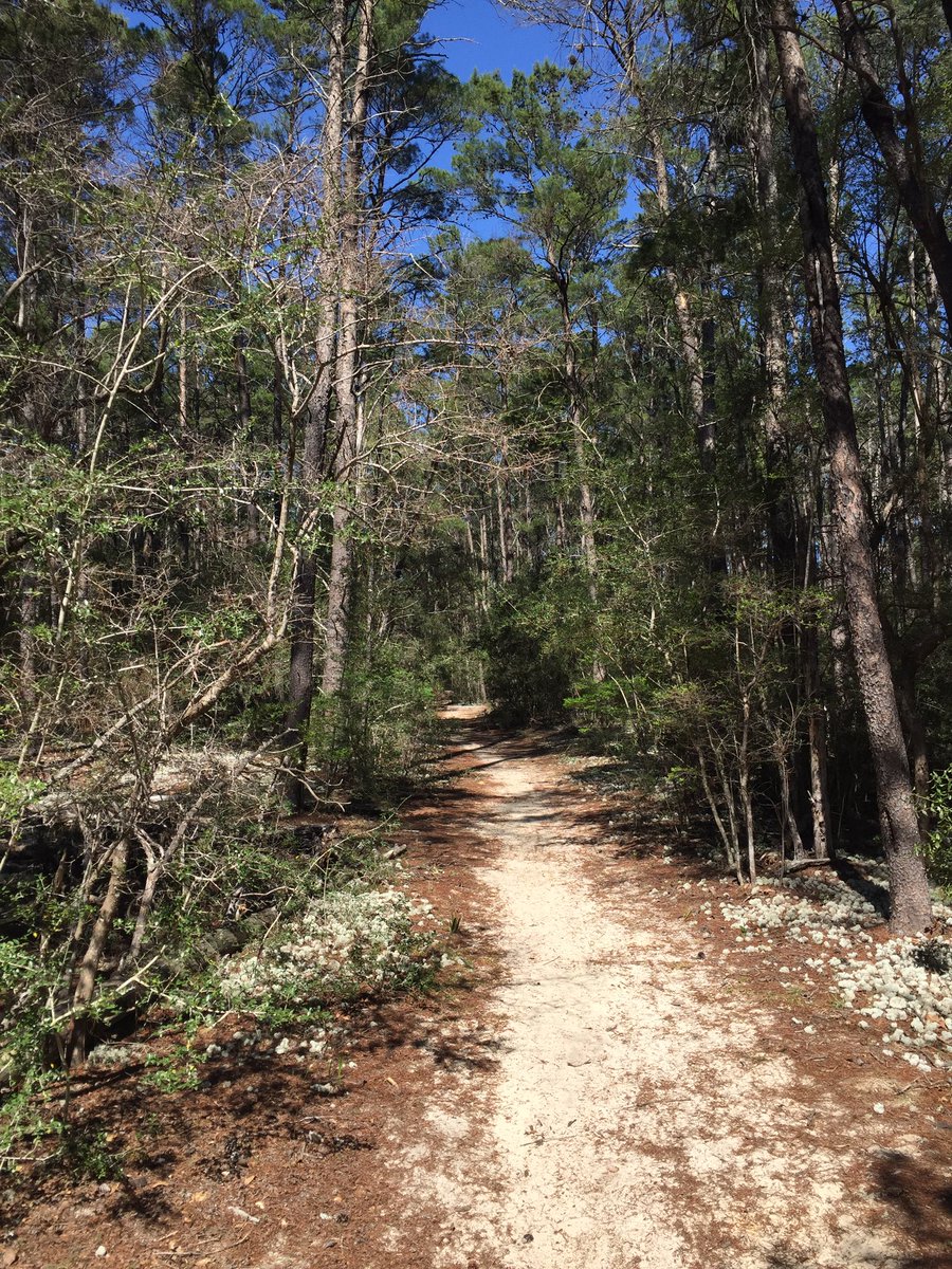 thekeithman's tweet photo. Hereโs how my day is going. We all need more Forest time in our life.
#trailrunning #RunFlorida #Spring2023 https://t.co/l8Tz8LiD0Y