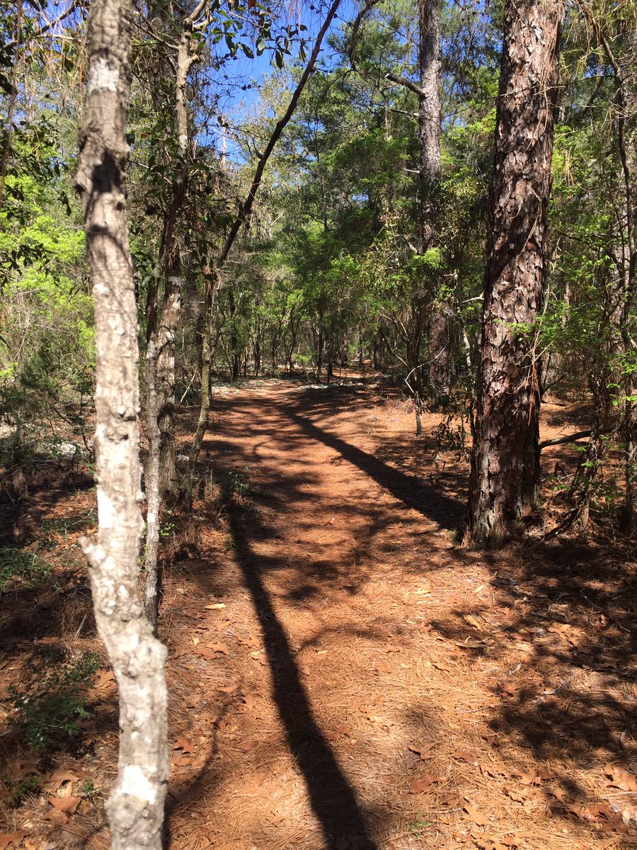 thekeithman's tweet photo. Hereโs how my day is going. We all need more Forest time in our life.
#trailrunning #RunFlorida #Spring2023 https://t.co/l8Tz8LiD0Y