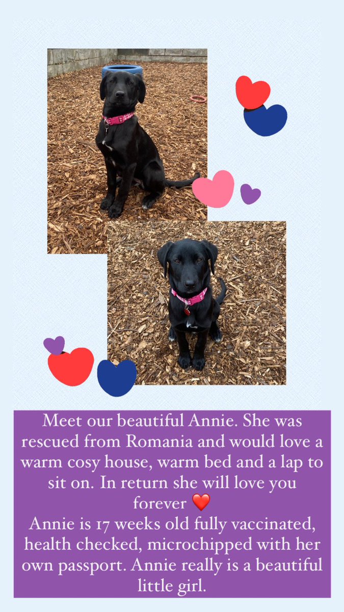 💜NEW DOG ALERT💜 introducing our gorgeous girl Annie. If you would like to give Annie her forever home, please contact the rescue to book a meet and greet💜