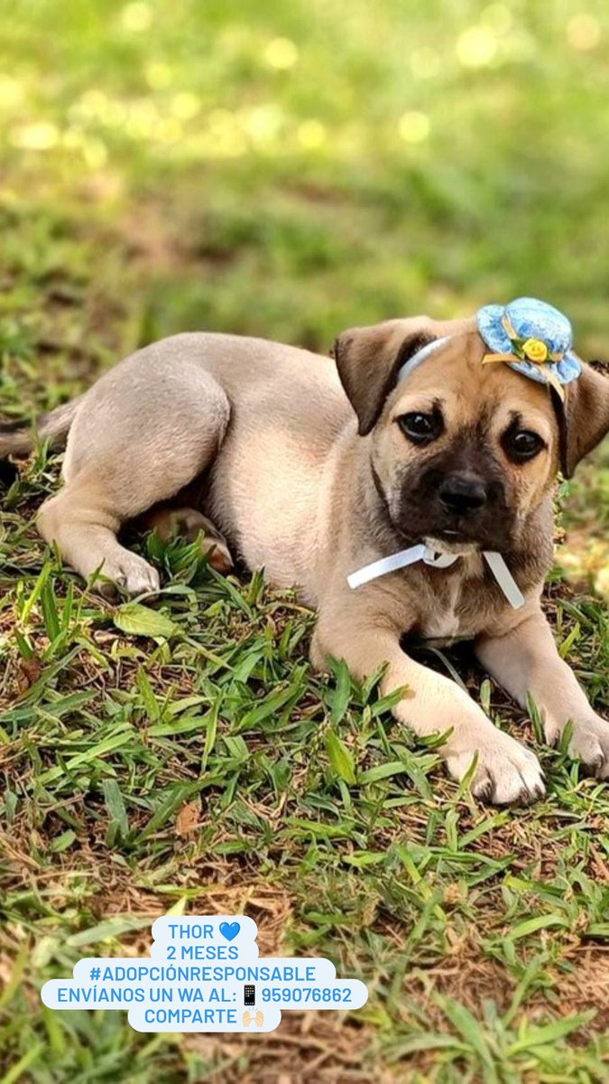 Arreglaron a estos cachorritos para llevarlos a una feria en Surco, fueron desde puente piedra y nadie los adoptó, ahorita los están regresando a su “casa”, q son personas q justamente no los quieren ahí 

Por favor si hay alguien interesado en adopción o ayuden a difundir