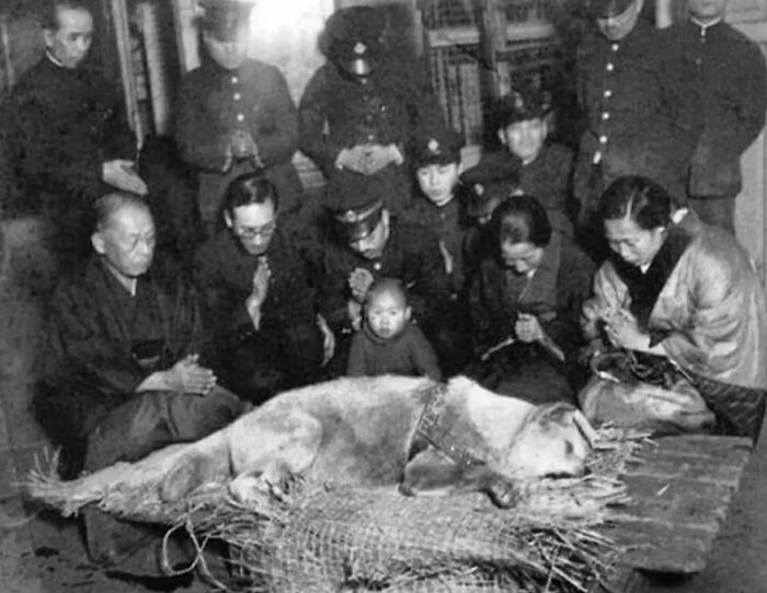 RelatocuriosoK's tweet photo. - La última foto tomada de Hachikō, un perro Akita japonés recordado por su lealtad inquebrantable hacia su dueño https://t.co/9QkHYzOaQ6