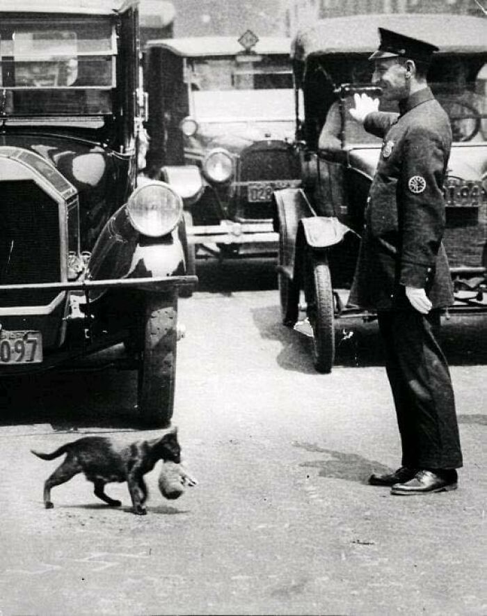 RelatocuriosoK's tweet photo. - Un oficial detiene el tráfico para dejar paso a un gato que cruza la calle con un gatito, 1925 https://t.co/sxqtLSBJnX