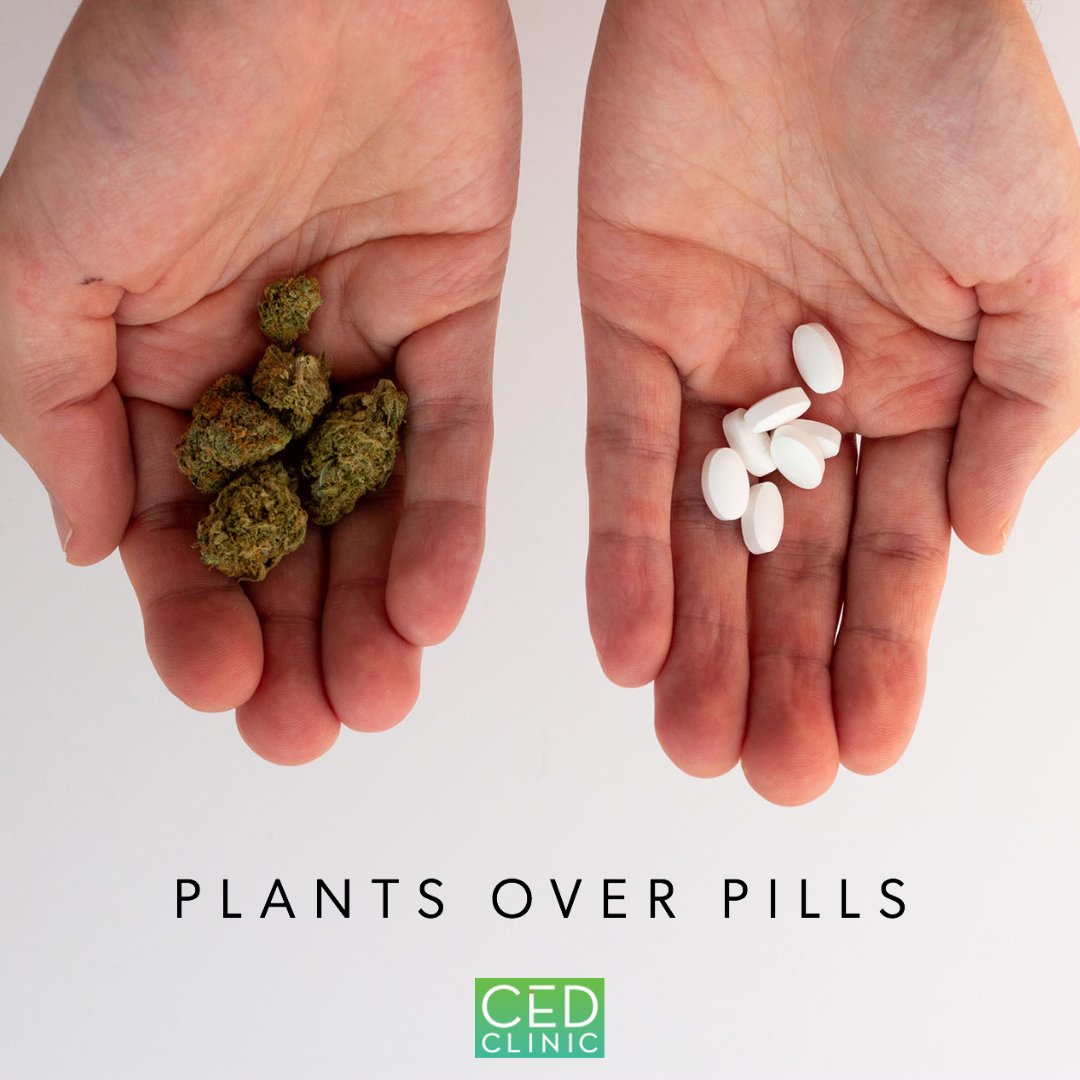Have you found yourself reaching for cannabis more frequently than harsh opioid medications? Share your experience below!

#medicalcannabis #cannahealth #painrelief #cannabisforpain #chronicpainrelief #cannabisheals #cannabisdoctor