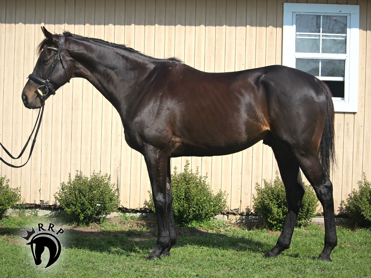 🆕 NO WORD was a very successful turf horse, running 2nd in the Caesars Belmont Derby at the pinnacle of his career! 📖 2023 @RRP_TBMakeover Eligible 📖 2017 Thoroughbred Gelding by Silent Name (JPN) 📖 FMI: horseadoption.com/horse_detail/9… @PletcherRacing @WertheimerSales