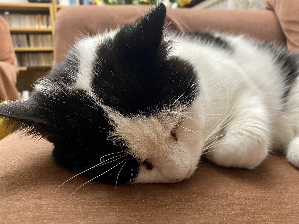 Biffathecat's tweet photo. It’s a hard life being a cat. 

#CatsOfTwitter #BeLikeBiffa https://t.co/kOQWC8M3XD