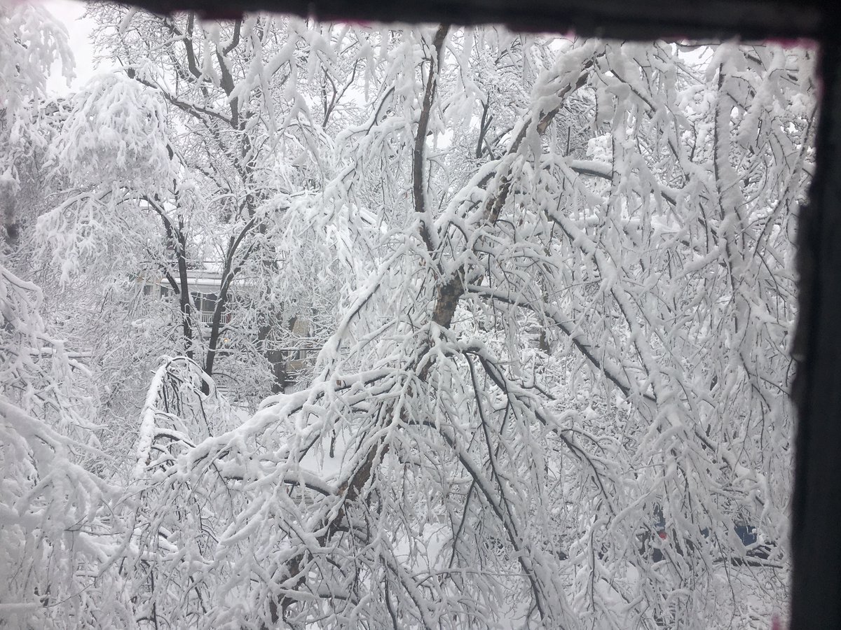 vegetableprojec's tweet photo. The snow will melt. And it will soon be time to plant a garden. You can get ready and support hands-on learning in Albany schools at the same time when you buy High Mowing Organic Seeds from the Vegetable Project through Friday, March 24: https://t.co/C8M6eZwa1w https://t.co/I9PkTPhb3d