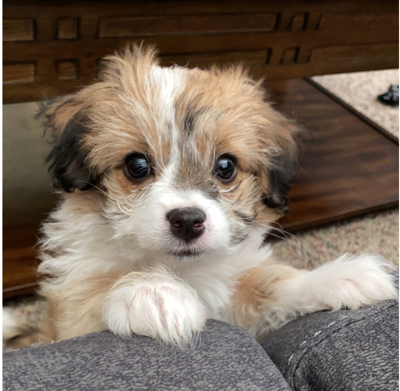 MitchPage22's tweet image. Throw back to the puppy days with Luna...where has the time gone. Looking like a whole different dog now haha

#throwback
#com3140online2023
#schoolassignment