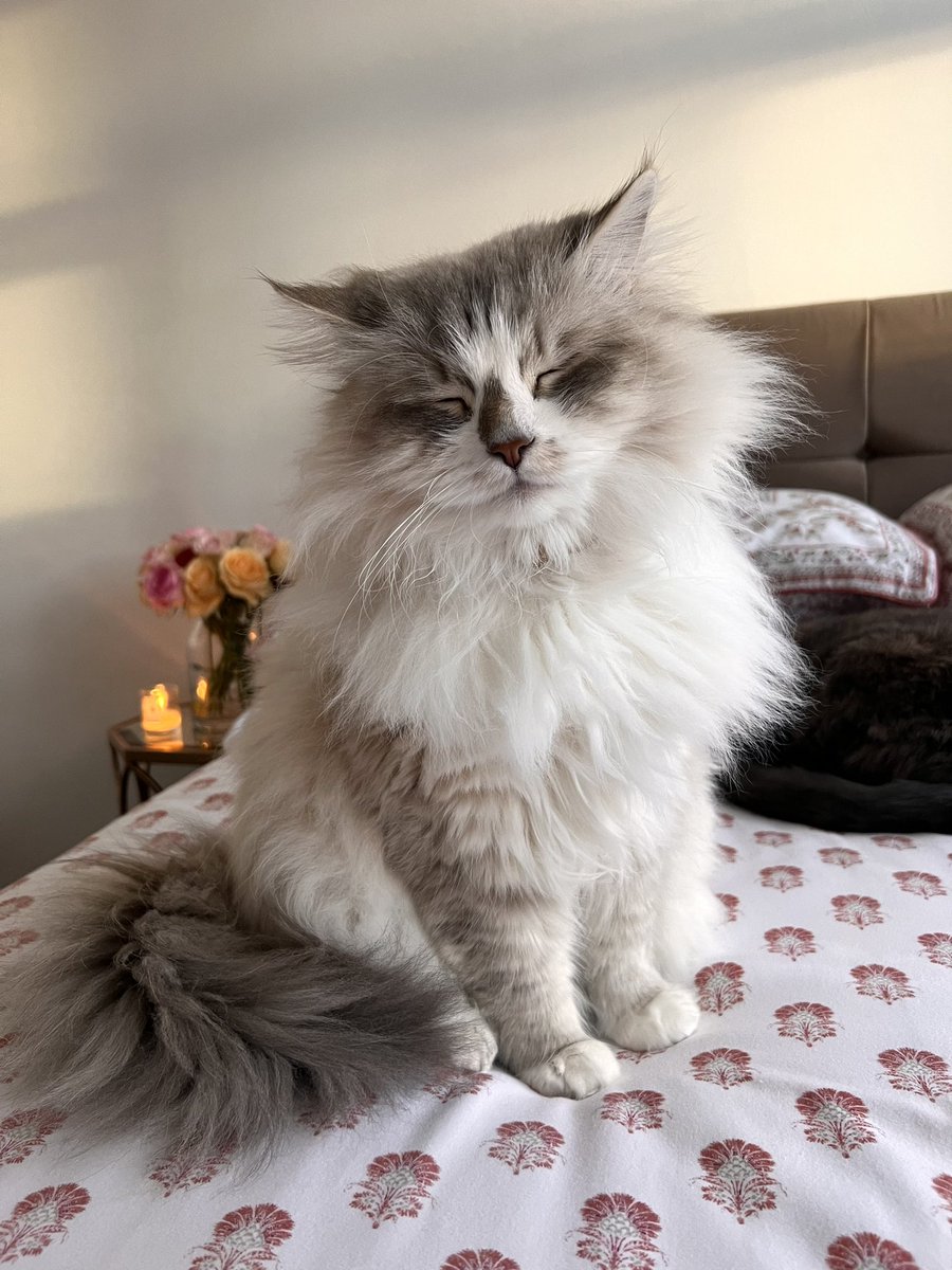 when you're sleeping but someone keeps talking to you #sundaymood #catsoftwitter