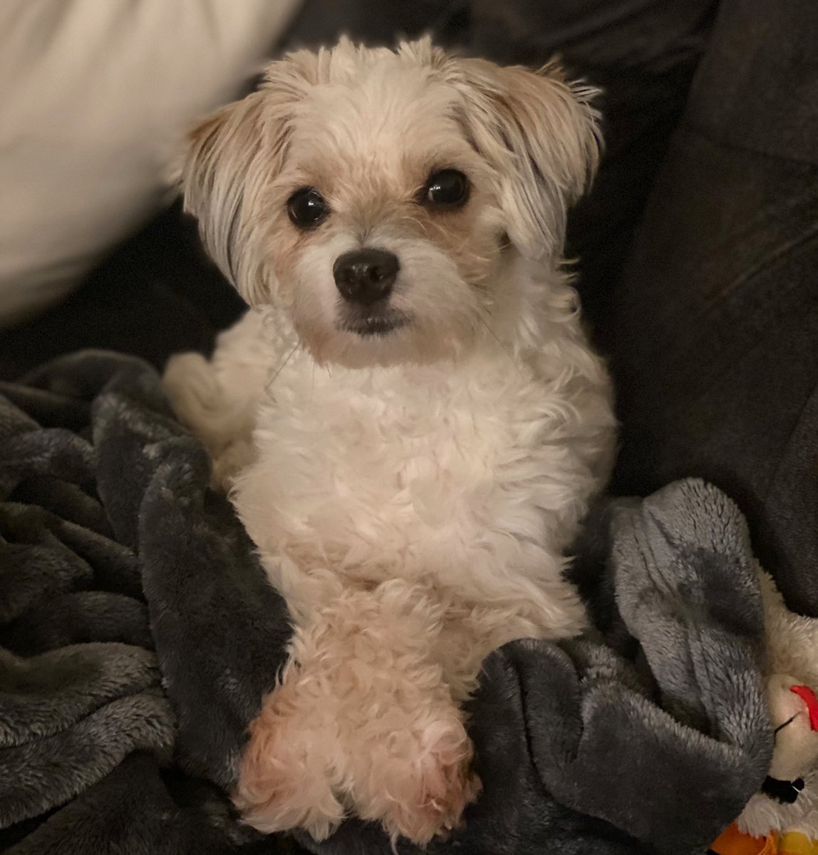 MitchPage22's tweet image. Throw back to the puppy days with Luna...where has the time gone. Looking like a whole different dog now haha

#throwback
#com3140online2023
#schoolassignment