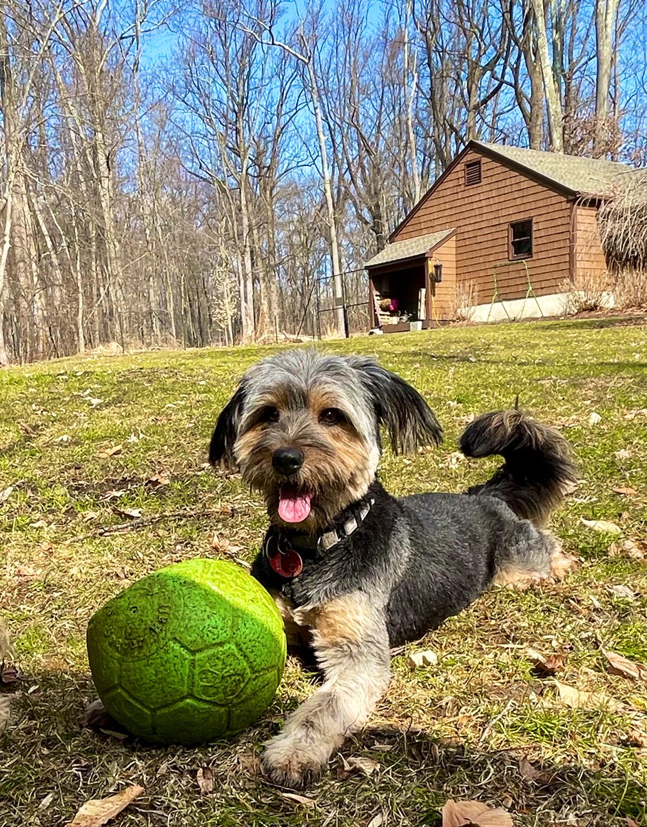 ella_m_e's tweet photo. Annie loved her weekend away from the city 🥰 https://t.co/mhwX1UUNpH