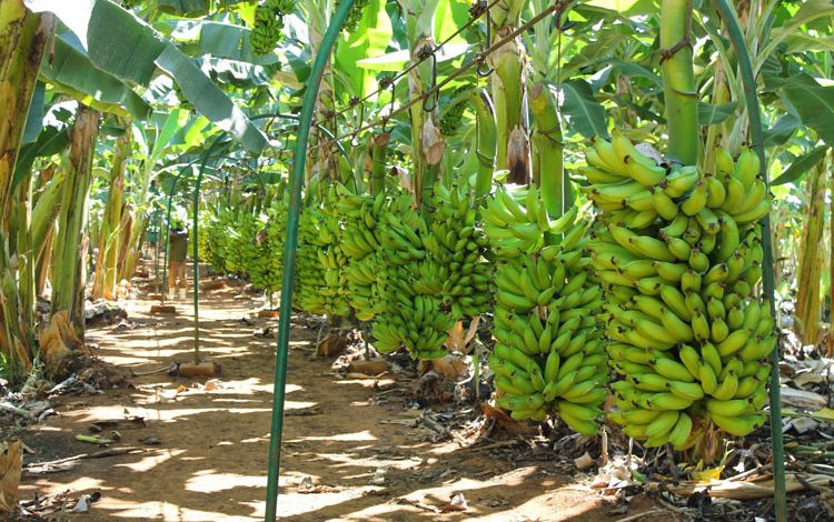 aproararquiarte's tweet image. q legal, salve as bananeiras! #agrosustentavel #codevasf #projetosirrigados #projetoformoso (Foto: projetos irrigados pela codevasf, divulgação/rede social)