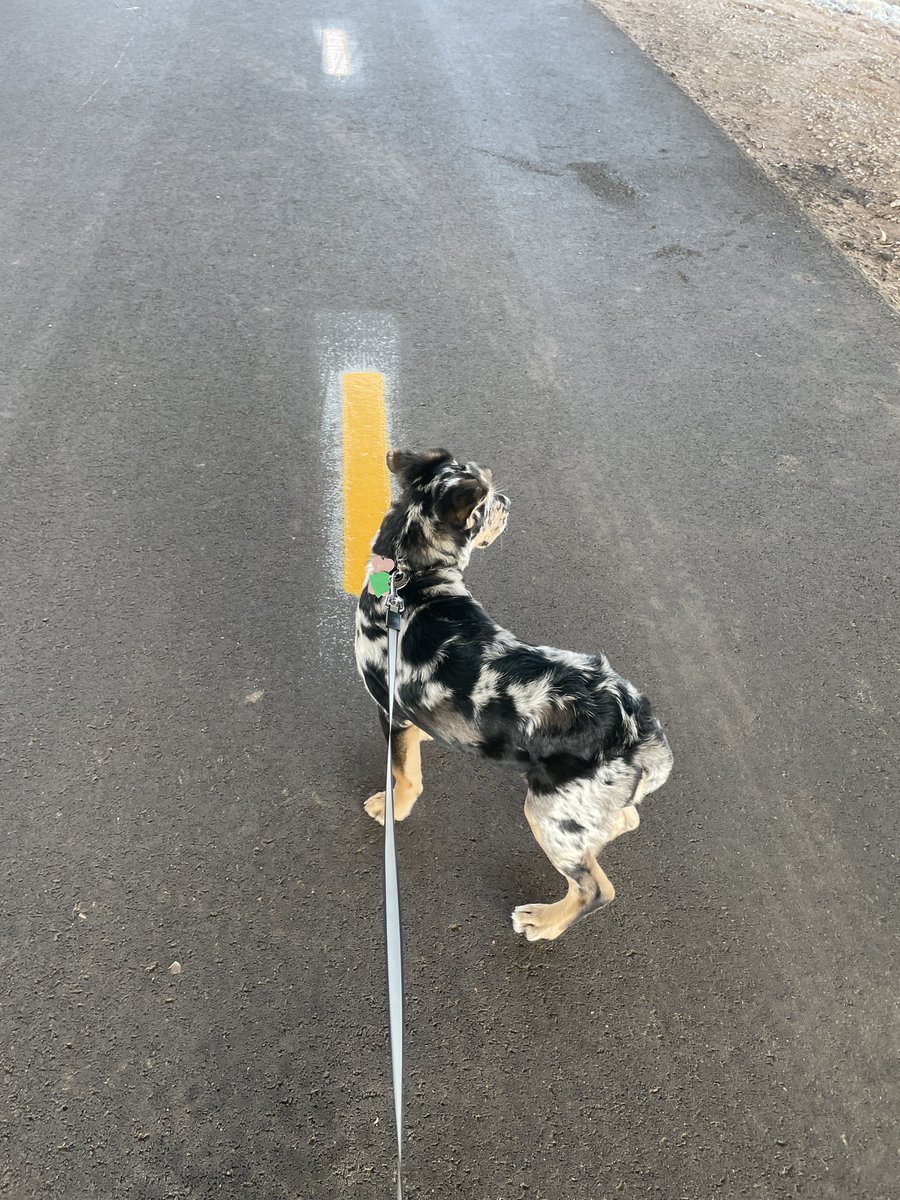 CrackCornnn's tweet photo. Took the girl out today. https://t.co/Vhvc1xZKU5