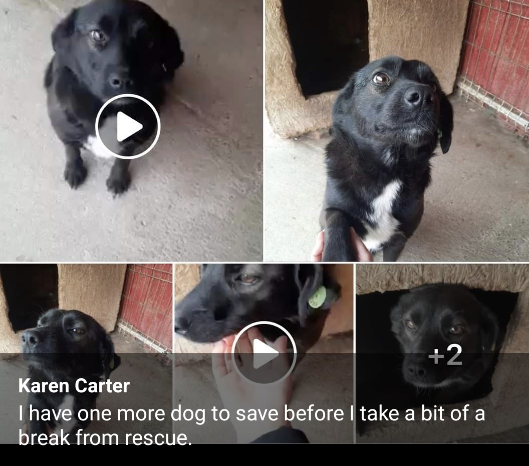 saveastreetdog's tweet photo. How could I? I forgot that I said I would save this little lady.She was pregnant when she arrived at the kill shelter, and they spayed her. She is very sad. I urgently need to raise 80 more euros to get her out on Tuesday. Plse help paypal is Karencguyh@gmail.com . #saveablackdog https://t.co/rv3mXBP82s