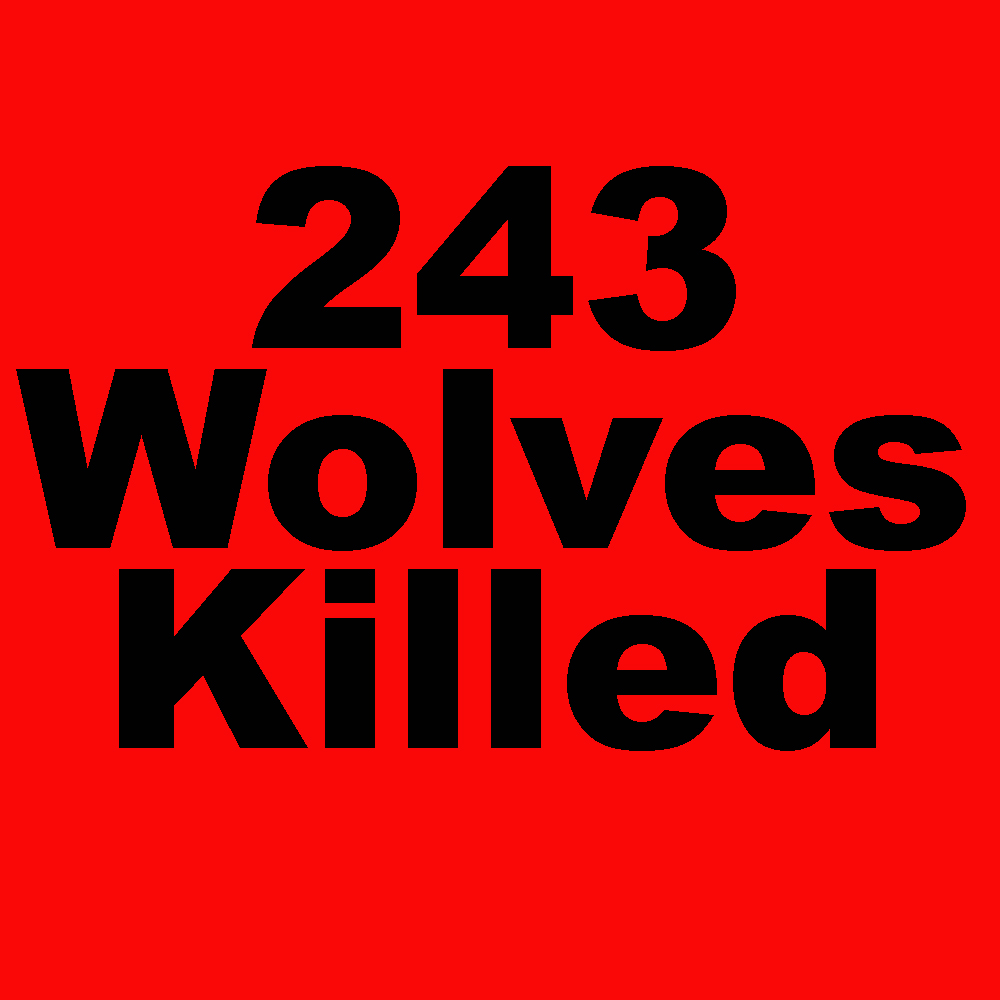 243 Montana wolves killed as of yesterday. As of March 5, 2023 Montana has killed 243 wolves. This doesn't include poaching and other human-caused mortality. Join the fight to protect our wolves an wildlife.info@wolvesoftherockies.org
