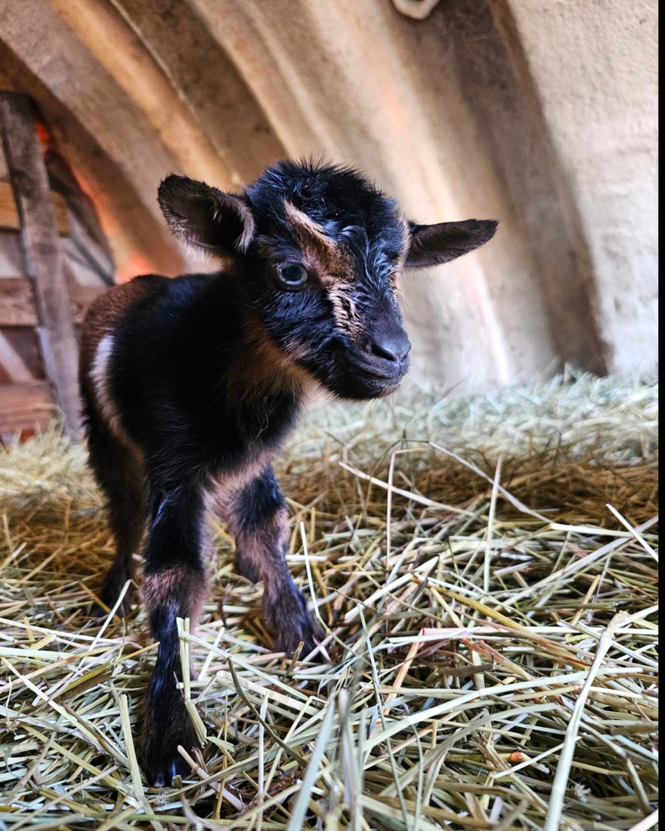 MiniTinyFarm's tweet photo. The Mini Tiny Farm welcomes Uno to the world  today! ♡🐐 #kiddingseason  #GOATS #nigeriandwarf https://t.co/hjwtfdjPVp