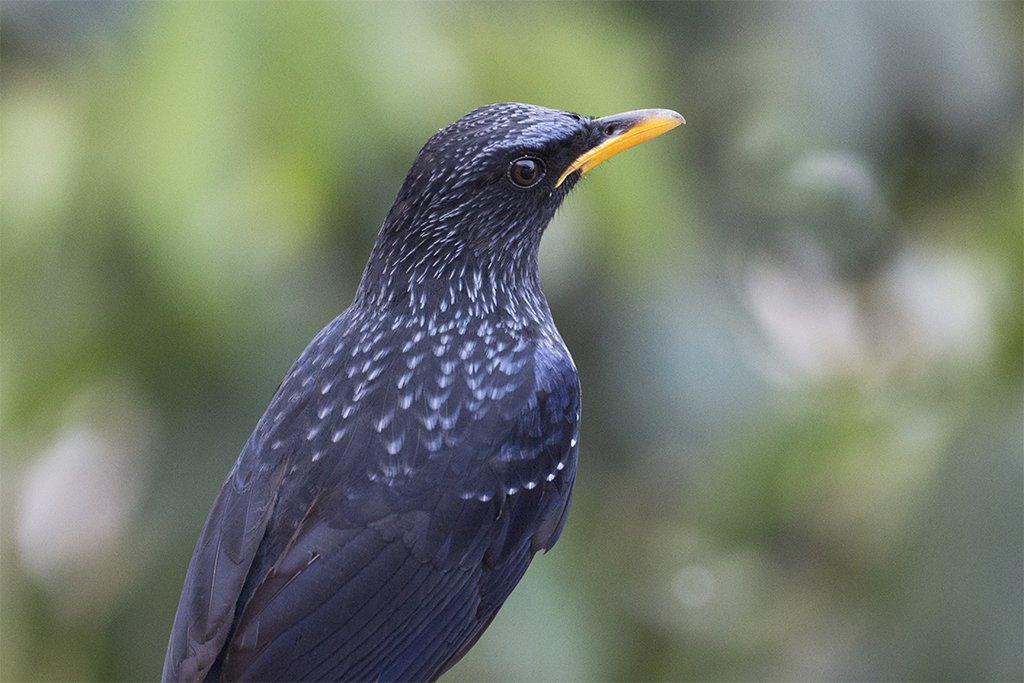 Mikkong1's tweet photo. Blue Whistling-Thrush (Myophonus caeruleus) in #Tura #WestGaroHills #Meghalaya #India

@IndiAves @NatGeoIndia @NikonUSA @NikonIndia @NikonEurope @NikonFR @UKNikon #APPicoftheWeek #BirdsofTwitter #BirdsSeenIn2023 #BBCWildlifePOTD #NikonCreators #ThePhotoHour https://t.co/lSBeCCvzuh
