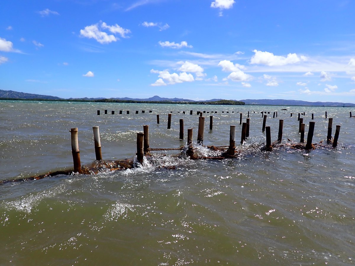 cryptoTr001's tweet photo. Phase 1 des mesures bathymétriques réalisées sur un site d’agradation par fascinés. Projet de plantation de mangrove d’Etang Z’abricot. Martinique https://t.co/lLq44D29pJ