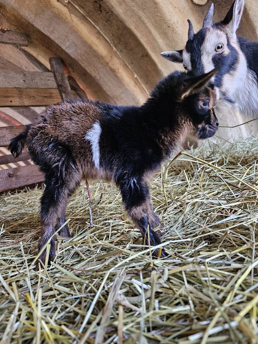 MiniTinyFarm's tweet photo. Can you see why the name Uno fits her!? 🐐🥰 https://t.co/1SmfLwSbMG