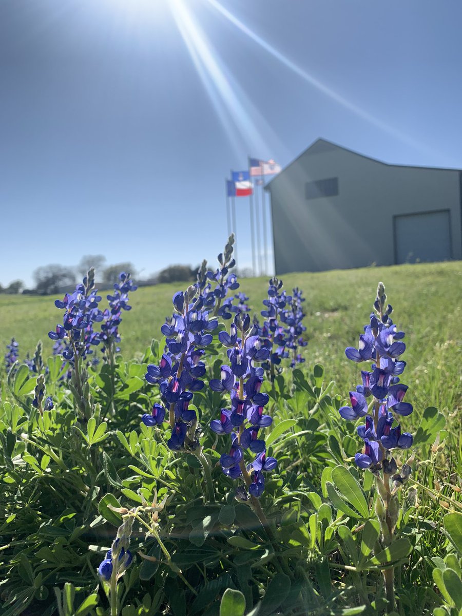 The #bluebonnets are here! This is the most beautiful time of the year in Central Texas! ⭐️ 
#KeepTexasBeautiful #KeepTexasFree #Texas
