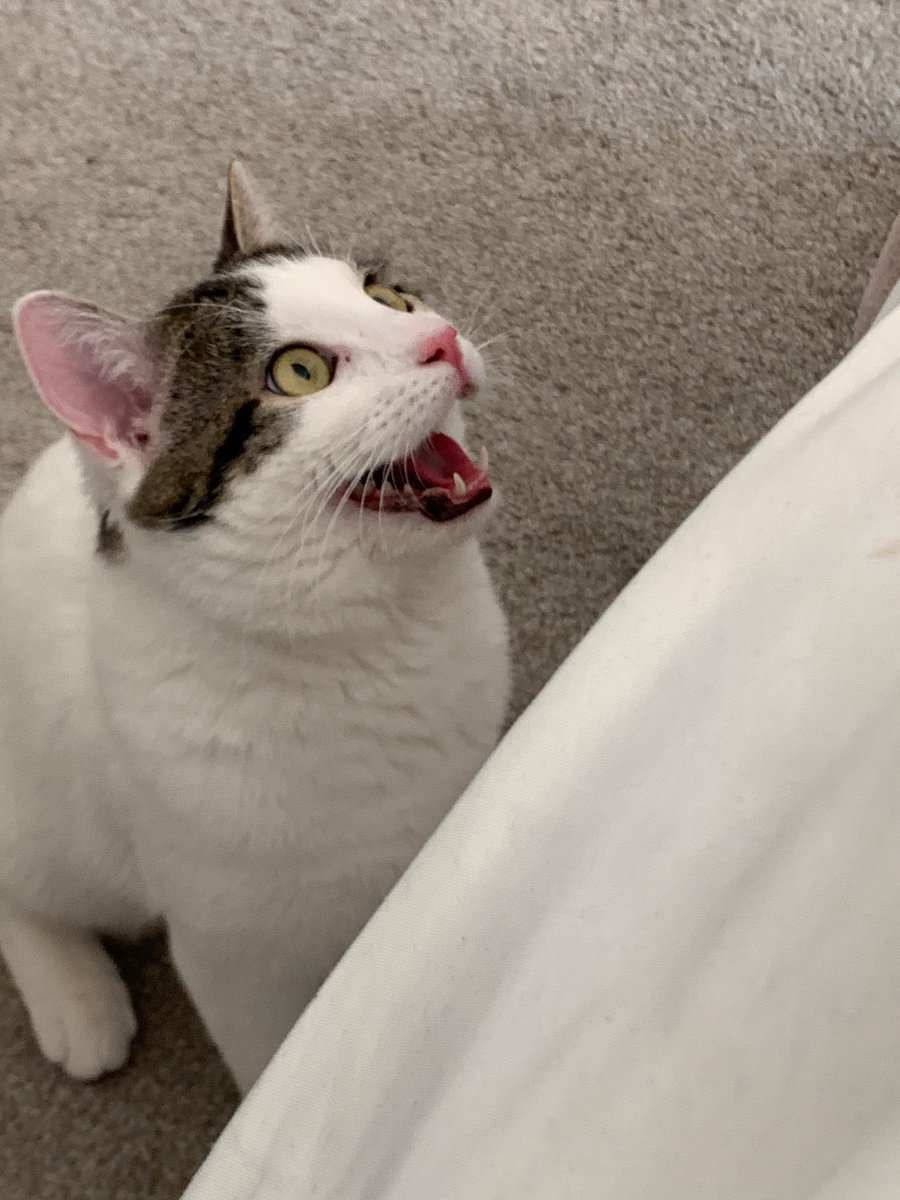 ItsJoPeace's tweet photo. hello i would like to introduce my newest obsession. his name is handsome (hams, hambone, hamburger helper, etc) and i would k*ll and or d*e for him ☺️ https://t.co/6oqePZFig1