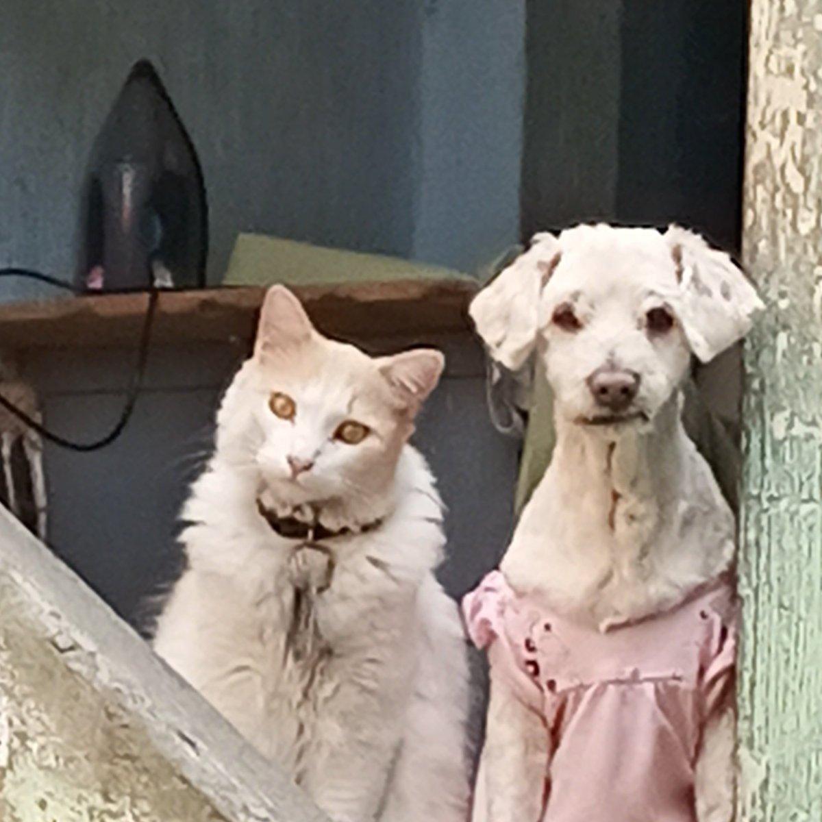 Rossana de leon tweet media