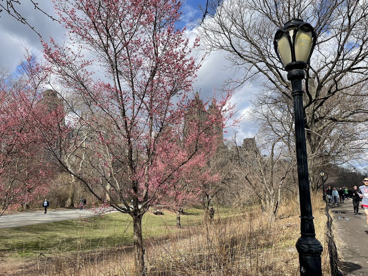 Signs of spring today in Central Park. #pinkblossoms #nyc #minivacay2023