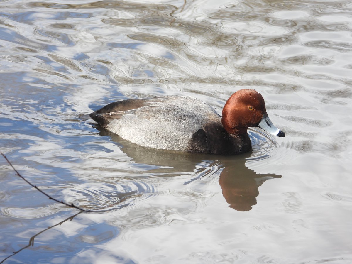 Jonathan Edelstein on Twitter "Central Park duck variety pack Redhead