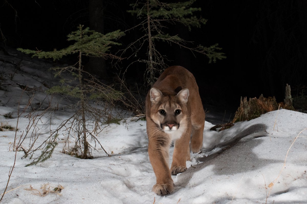 StephenShikaze's tweet photo. Excited to share this cougar photo, retrieved from my DSLR #cameratrap yesterday in the Alberta foothills. So grateful to share these woods with such incredible wildlife! https://t.co/set1FjfReb