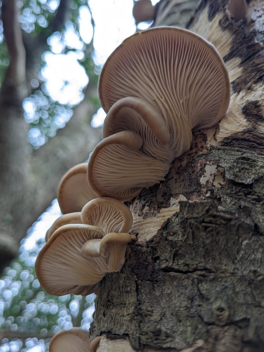 hhulbert's tweet photo. Look at these oysters! I've never found anything quite like them out in the wild - so beautiful! 
West Moors, 04/03/23 https://t.co/pwxExwtjD1