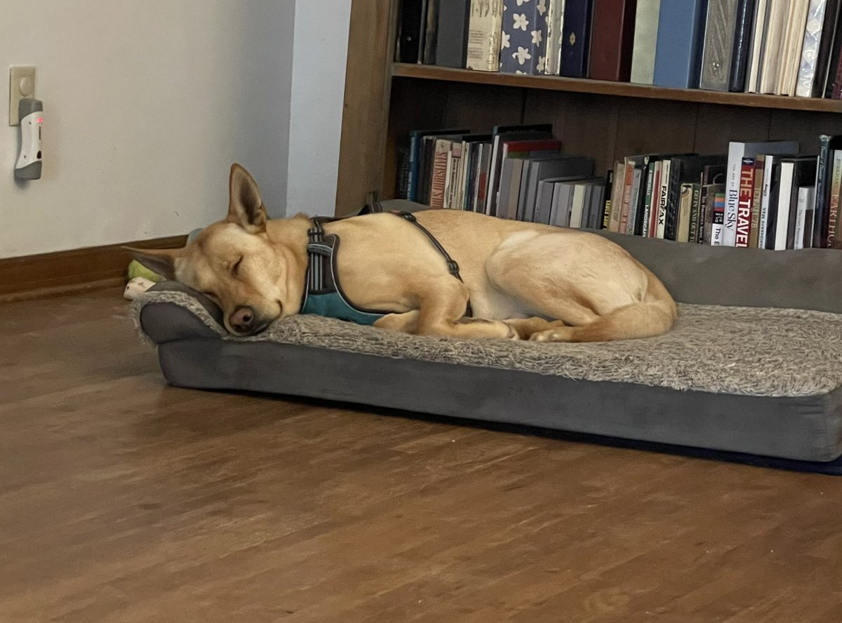SeismoSue's tweet image. Play hard sleep happy
#dogsoftwitter 
#RunPlayRepeat
