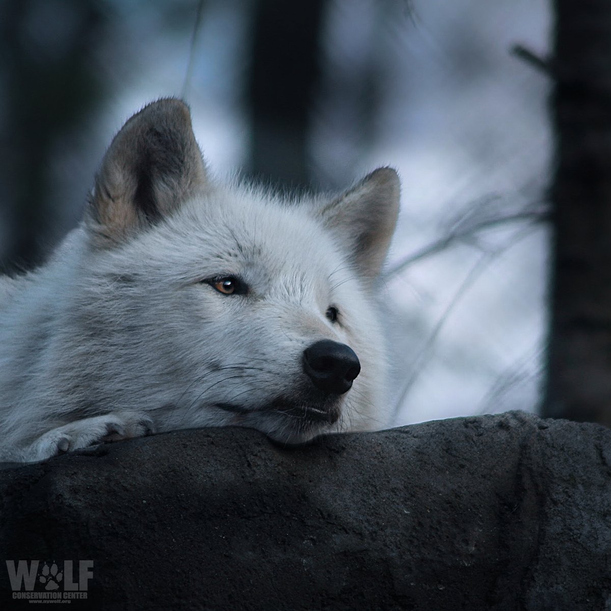 Can we understand good without evil? 🐺