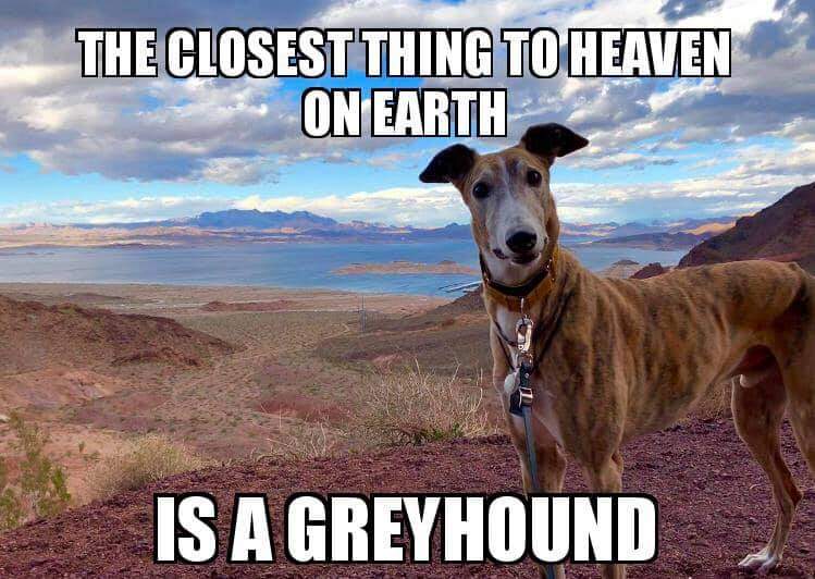 The closest thing to heaven on earth is a greyhound
#Greyhound #rescuednotretired