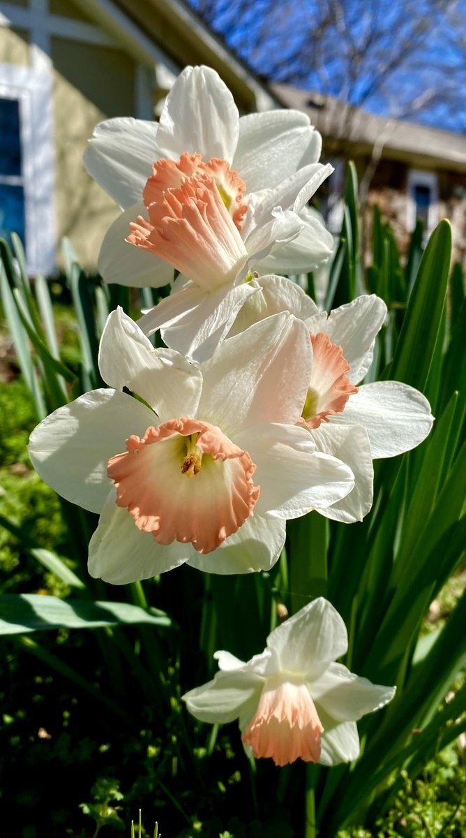 bcpowderburn's tweet photo. Mom's flowers are looking awesome! #spring2023 #bcpowderburn #flowers #gardening #Tennessee #photography #flowerphotography https://t.co/APWPduEbIw