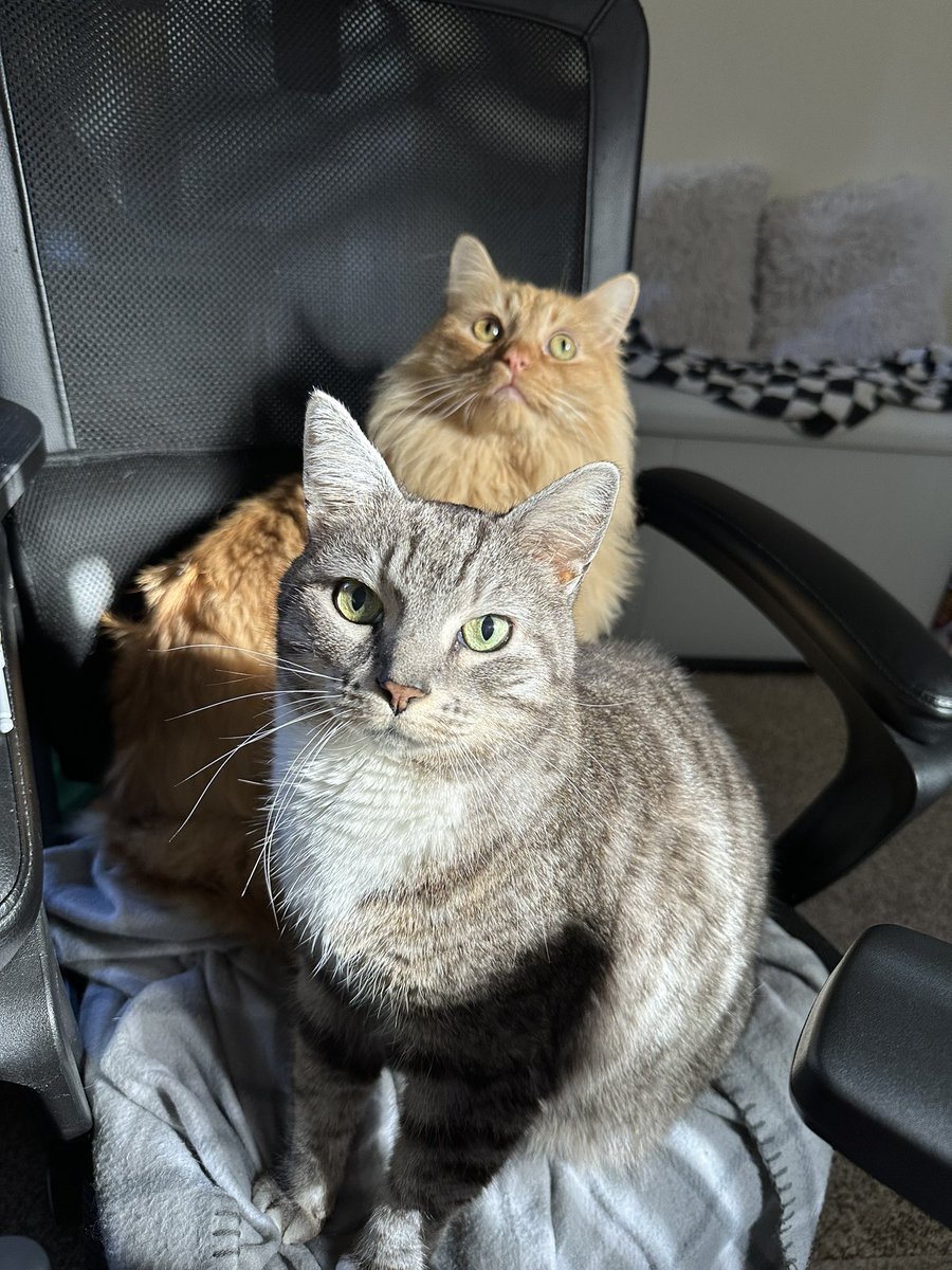 khelliesi's tweet photo. @kiapiaa_ Beast and Baloo aka sun and moon https://t.co/flCXLIuINr