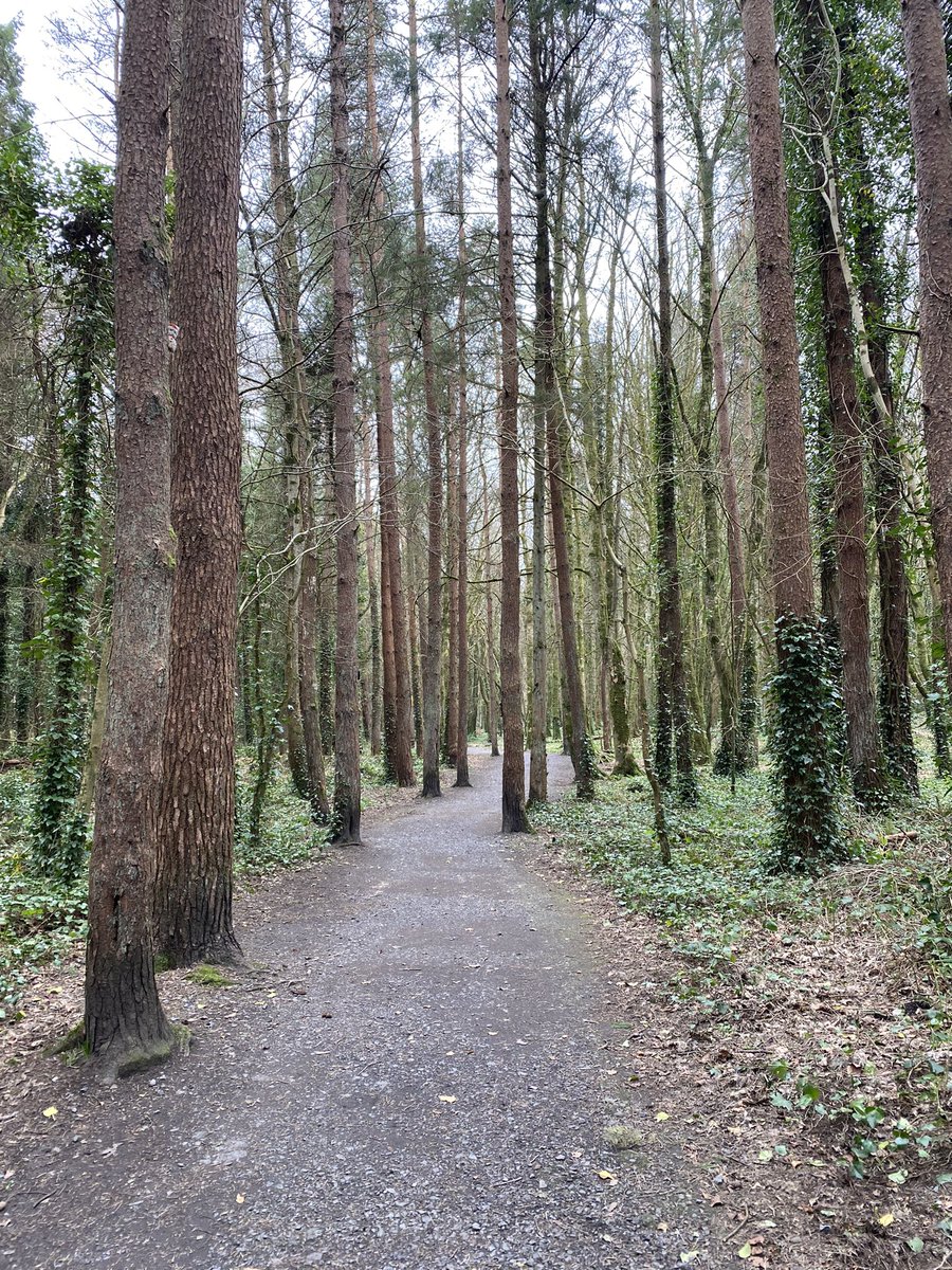 Beautiful Belleek Woods