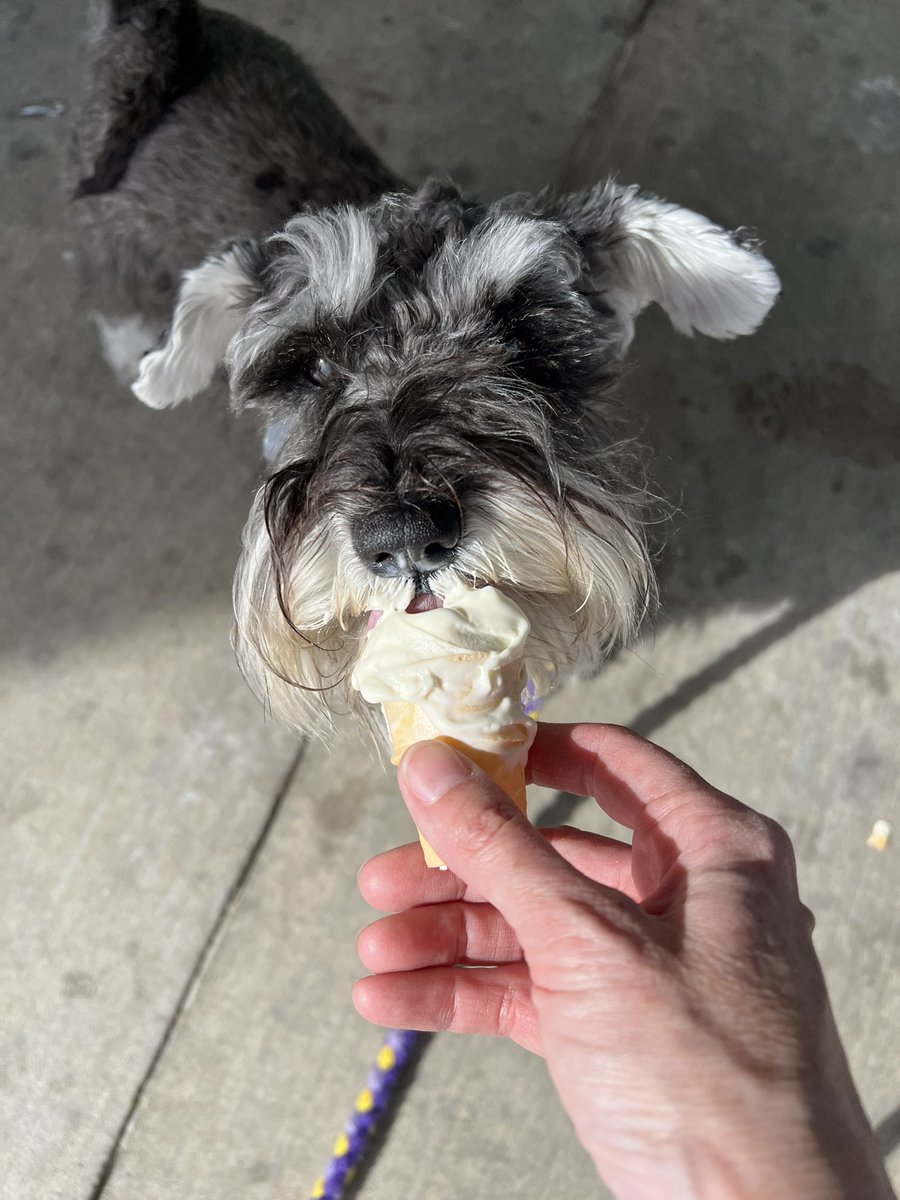 AMSC_schnauzer's tweet photo. Yum!! #savesomeforme #yum #dogs #SchnauzerGang https://t.co/09voPMvAWi
