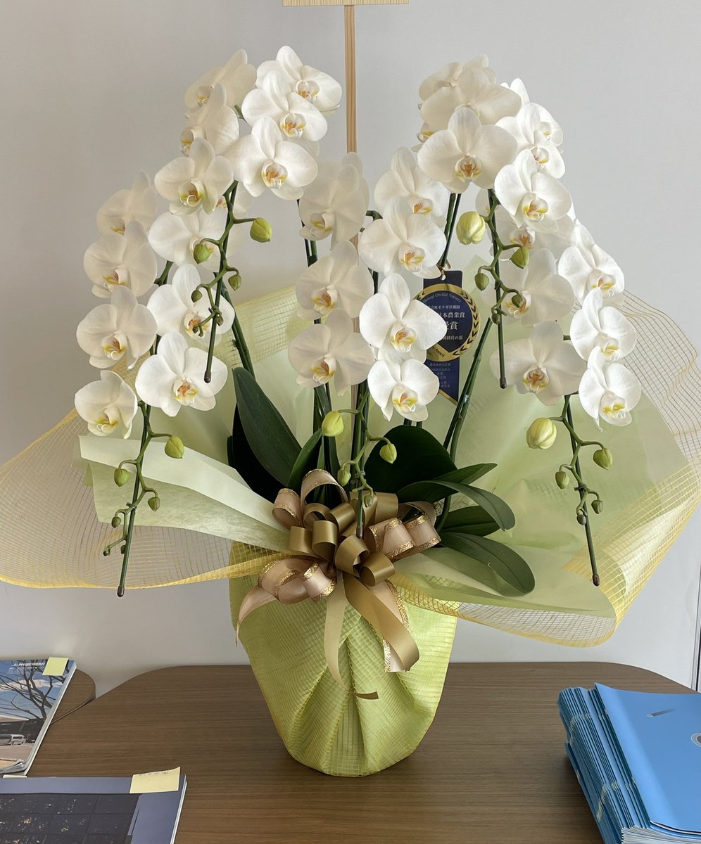 ホワイトロビンソン

中輪タイプの胡蝶蘭です
主張しすぎない、上品なお花

ご自宅でも、事務所等でも、置き場に困らない大きさなため、とても重宝しています

花のもちも抜群で、長くお楽しみいただける逸品です✨

#モテギ洋蘭園
#ホワイトロビンソン
#胡蝶蘭
#高崎花屋