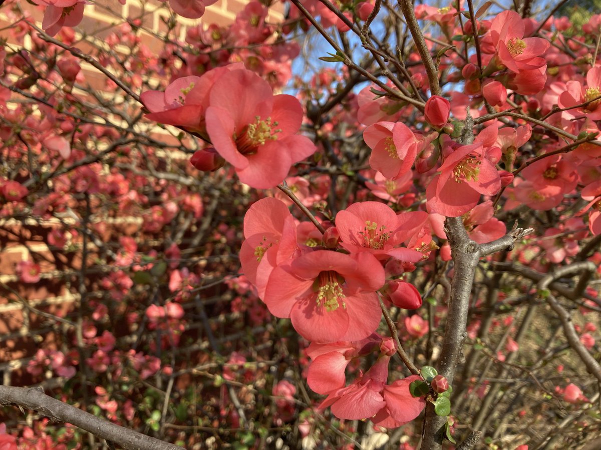 Quince in full bloom