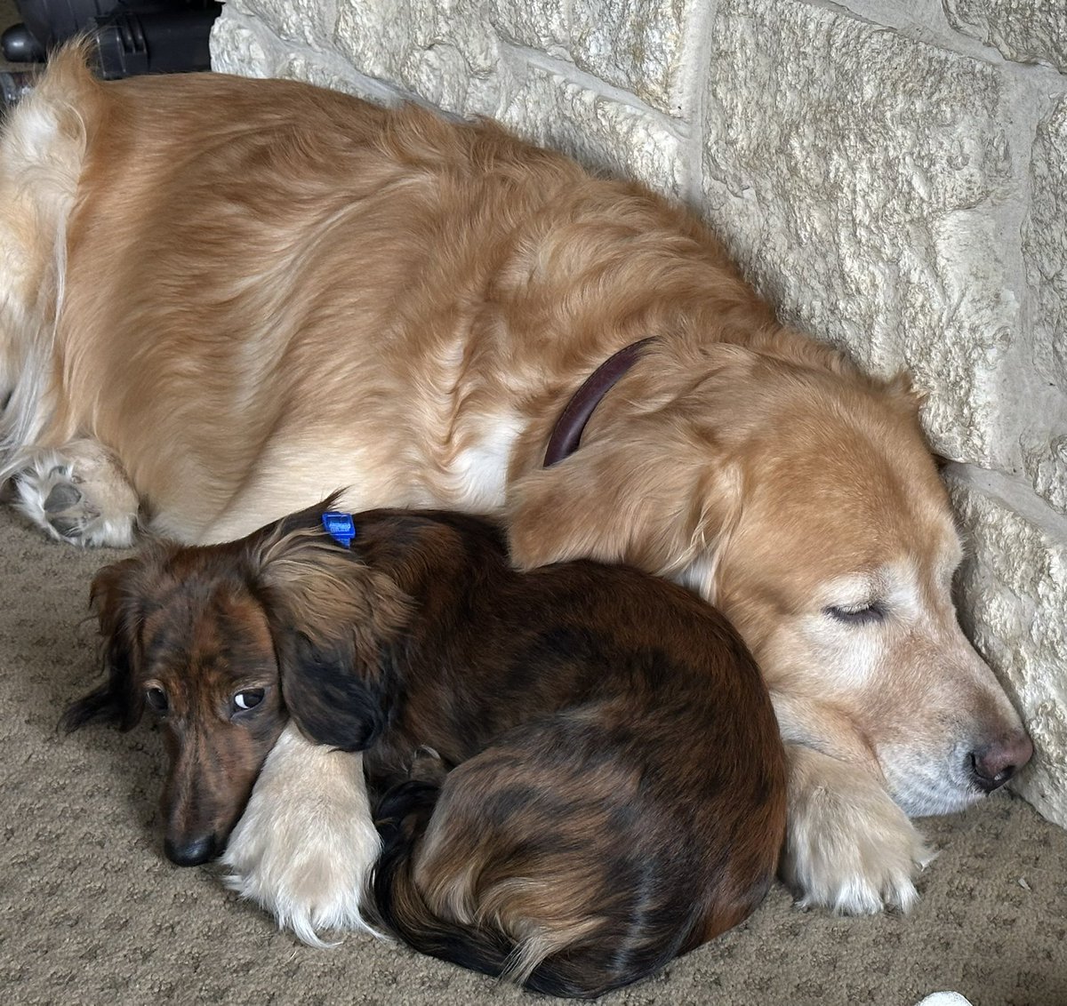 kathyzant's tweet photo. @KoriAshton I’ve got two! Milo is the mini dachshund. He likes complex unique passwords because everyone is a brute force threat. Bodhi is the golden retriever who loves everybody and doesn’t believe in threats. Left unattended, he is a privilege escalation vulnerability. #dogsofwp https://t.co/J915eRTPgK