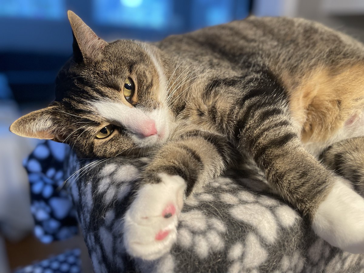 My name is Milo and today is my 7th birthday! My humans are teachers and they like to show their students how cute cat pics can go viral on Twitter. How many Likes can I get for my birthday? Thank you! 🐈🎂 <a href="/catsnkittys/">Cats and Kittens</a> <a href="/catsofinstagram/">Cats of Instagram</a> <a href="/cat_auras/">bobby brown</a> <a href="/weirdlilguys/">cats being weird little guys 👅</a> <a href="/CatsOnTap/">Beer Cats</a> <a href="/Meowed/">Meowed</a>