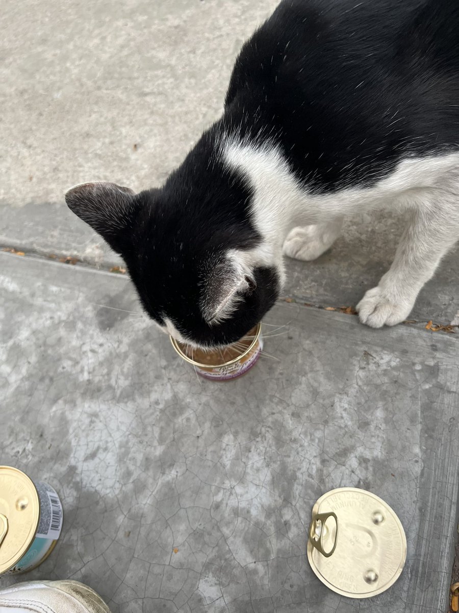 LunarejaVillar's tweet photo. .#Ayuda Encontré a este gatito macho en Miraflores, en la esquina de 28 de Julio con Francisco del Castillo. Está aquí desde las 6pm dando vueltas. Logré darle comida. Les agradecería compartir esto por si alguien puede darle hogar 🙏🏽💛 @rescate_sos https://t.co/CK1v0MEPoa