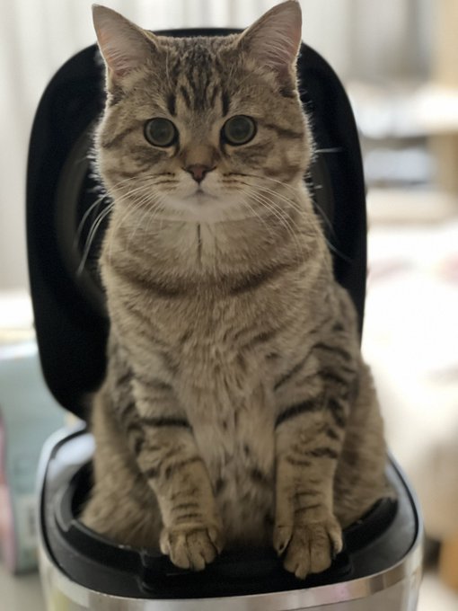 猫』の評価や評判、感想など、みんなの反応を1時間ごとにまとめて紹介 ...