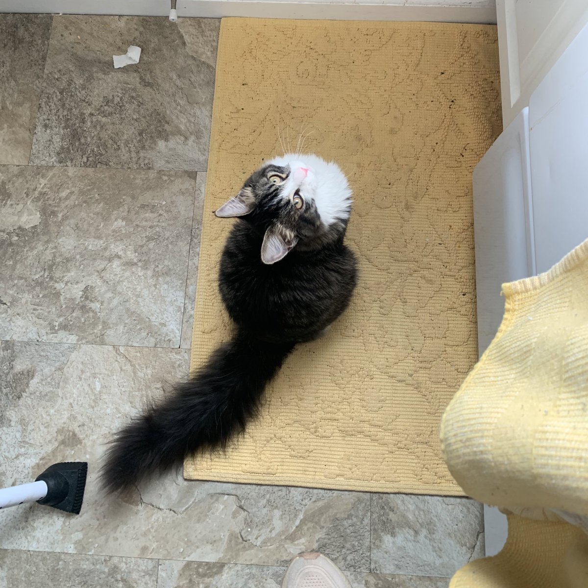 I’ve always been curious how antibiotics may differ when it comes to pets… my kitten Sonnie recently got an eye infection and got prescribed a tetracycline! Same class of medication, different recipients! #PITT_ID23