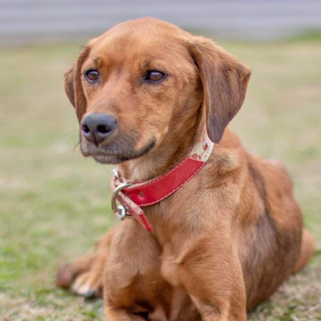 El Campito Refugio (@elcampito) on Twitter photo XENA BUSCA CASITA DE TRÁNSITO! 🙏🏻
Tiene 2 añitos aproximadamente
Luego de intentar varios tratamientos sin éxito, dimos con el diagnóstico: Xena tiene déficit pancreático.
Ahora tiene una alimentación especial
Te animás a ser su casa de tránsito?
👉 adoptantesdelcampito@gmail.com XENA BUSCA CASITA DE TRÁNSITO! 🙏🏻
Tiene 2 añitos aproximadamente
Luego de intentar varios tratamientos sin éxito, dimos con el diagnóstico: Xena tiene déficit pancreático.
Ahora tiene una alimentación especial
Te animás a ser su casa de tránsito?
👉 adoptantesdelcampito@gmail.com