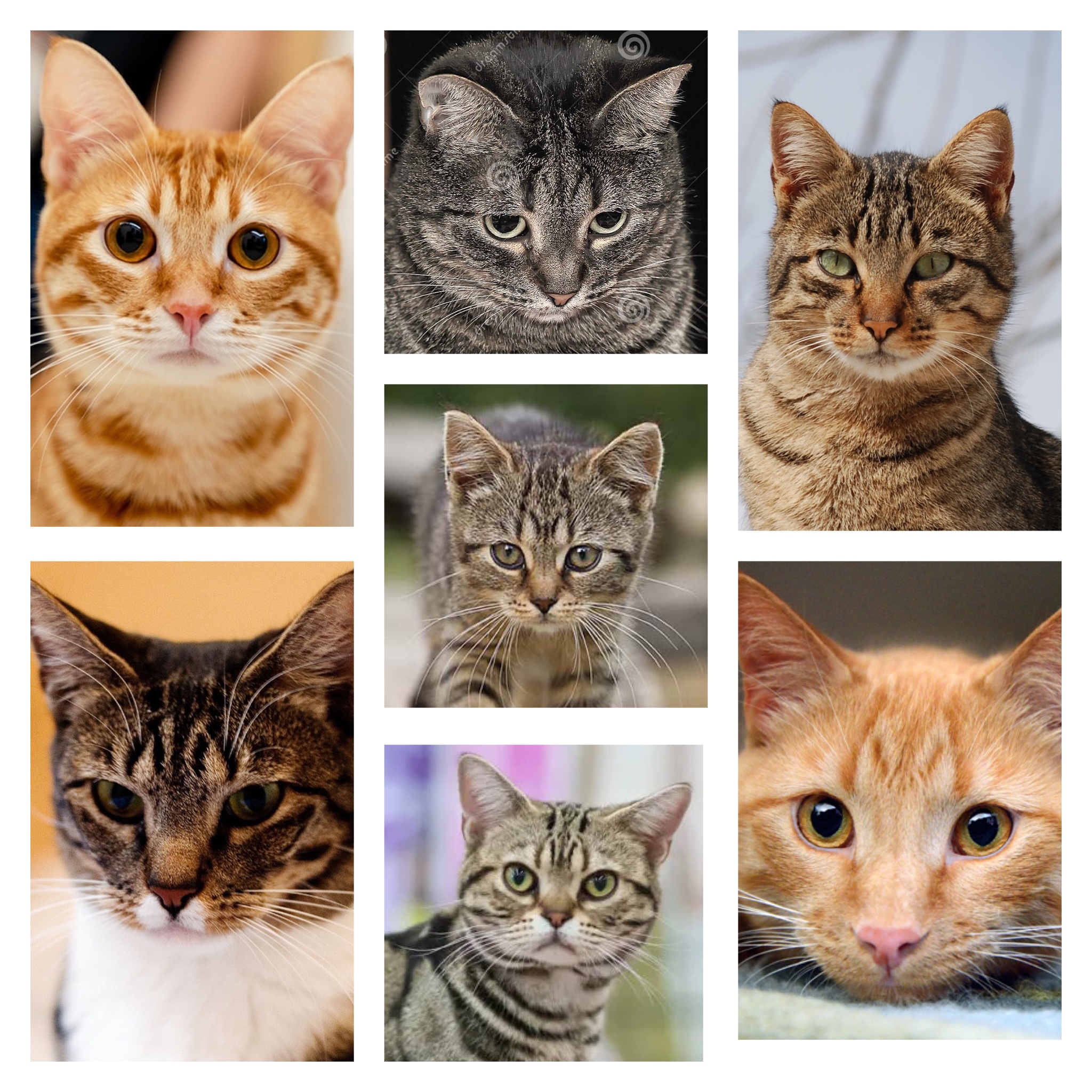 Type of cat with m on forehead sales